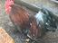 Immagine 4