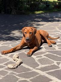 Cuccioli maschi di Rhodesian Ridgeback