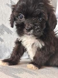 Cuccioli di Shihpoo
