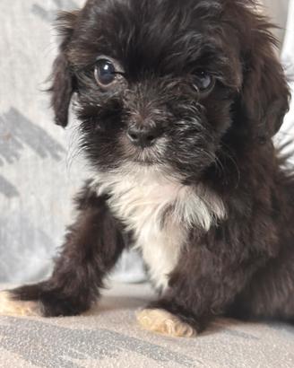 Cuccioli di Shihpoo