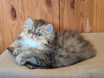 Gatto persiano chinchillà
