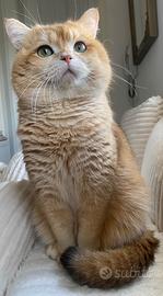 Scottish fold straight maschio stallone pedigree