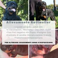 Cuccioli di Rottweiler disponibili