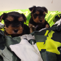 Cuccioli di Yorkshire