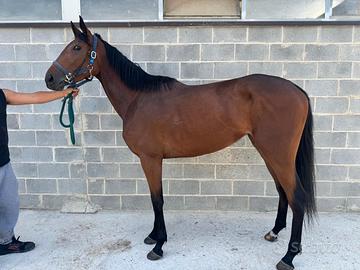Cavallo