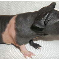 Skinny cavia nuda coniglietto