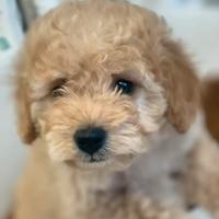 Barboncino mini toy maschio champagne