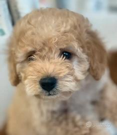 Barboncino mini toy maschio champagne