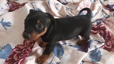 Pinscher nano