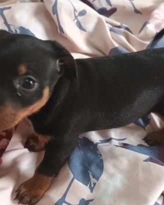 Pinscher nano