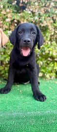 Labrador pedigree