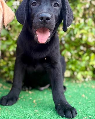 Labrador pedigree