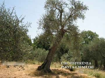 Ulivo grosso