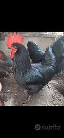 Gallo australorp