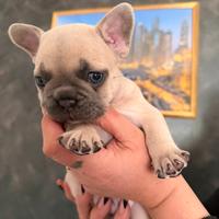Cuccioli di bulldog francese