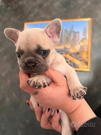 Cuccioli di bulldog francese