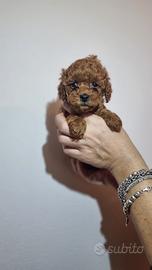 Barboncino (barbone) toy e mini toy Enci