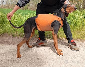Segugio italiano capo muta sul cinghiale