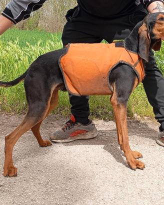 Segugio italiano capo muta sul cinghiale