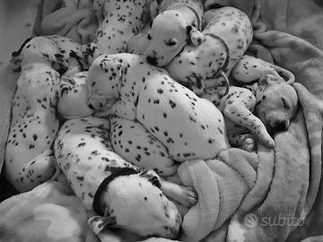 Cuccioli Dalmata(Allevamento Riconosciuto Enci/Fci