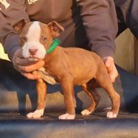 Cucciole di Pit Bull
