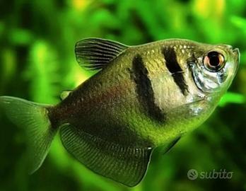Gymnocorymbus, barbus, tetra, scalare ecc