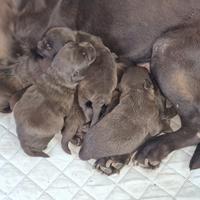 Labrador cioccolato