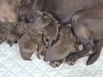 Labrador cioccolato