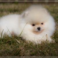 Cuccioli di Spitz Nano Tedesco (Pomerania) - Dispo