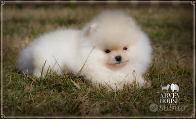 Cuccioli di Spitz Nano Tedesco (Pomerania) - Dispo