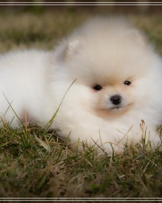 Cuccioli di Spitz Nano Tedesco (Pomerania) - Dispo