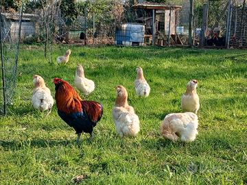 Coppia araucana