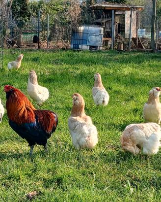 Coppia araucana
