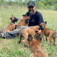 Allevamento Enci pastore belga Malinois