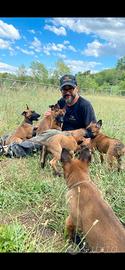 Allevamento Enci pastore belga Malinois