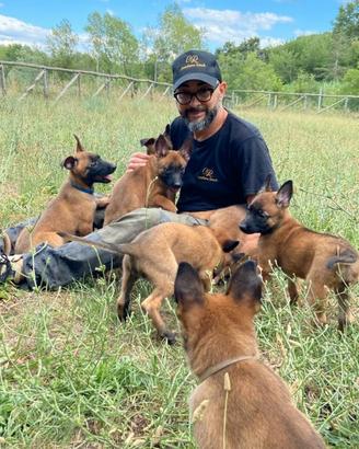 Allevamento Enci pastore belga Malinois