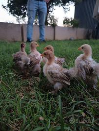 Galline ornamenti