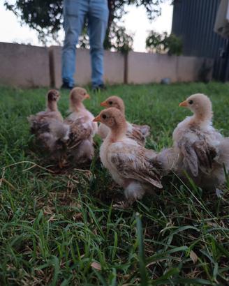 Galline ornamenti
