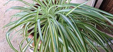 Pianta Falangio / Nastrino (Chlorophytum)