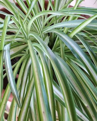 Pianta Falangio / Nastrino (Chlorophytum)