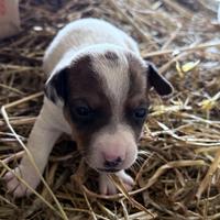 Cuccioli di jack russel a zampa corta