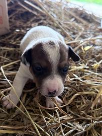 Cuccioli di jack russel a zampa corta