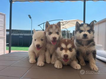 Husky siberiano