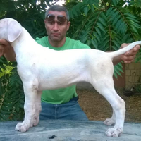 Dogo argentino