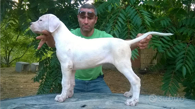 Dogo argentino