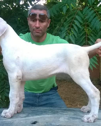 Dogo argentino