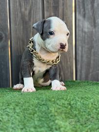 American pitbull terrier