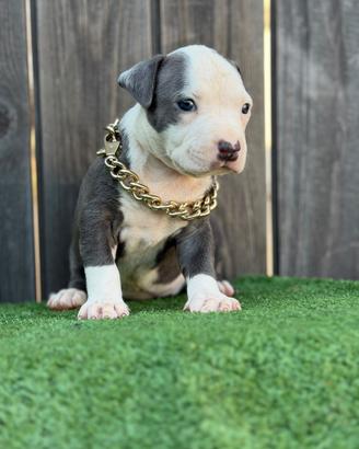 American pitbull terrier