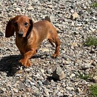 Cuccioli di bassotto tedesco fulvo pelo corto
