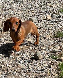 Cuccioli di bassotto tedesco fulvo pelo corto